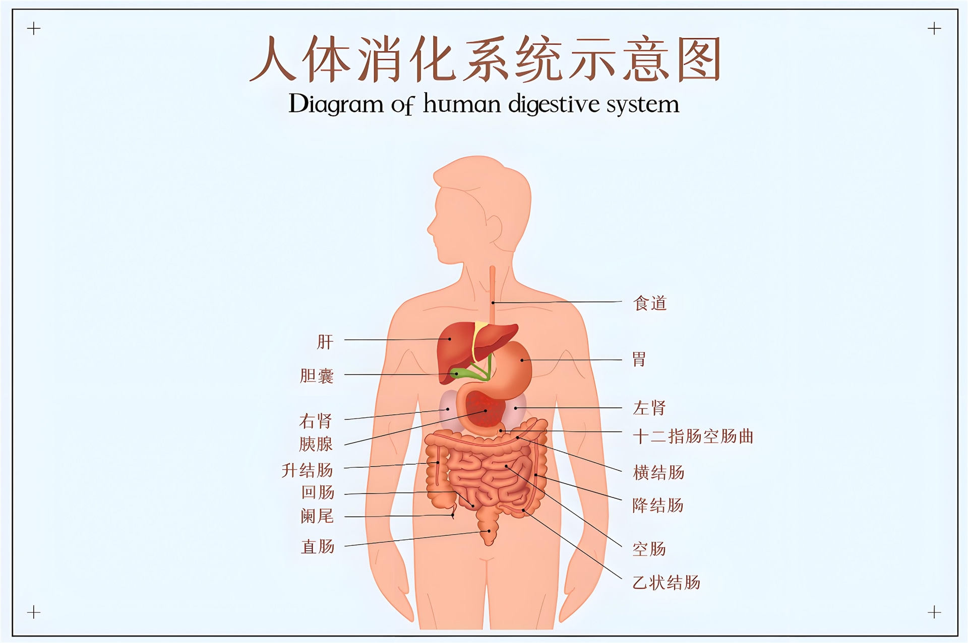 體外腸道模擬消化系統方案