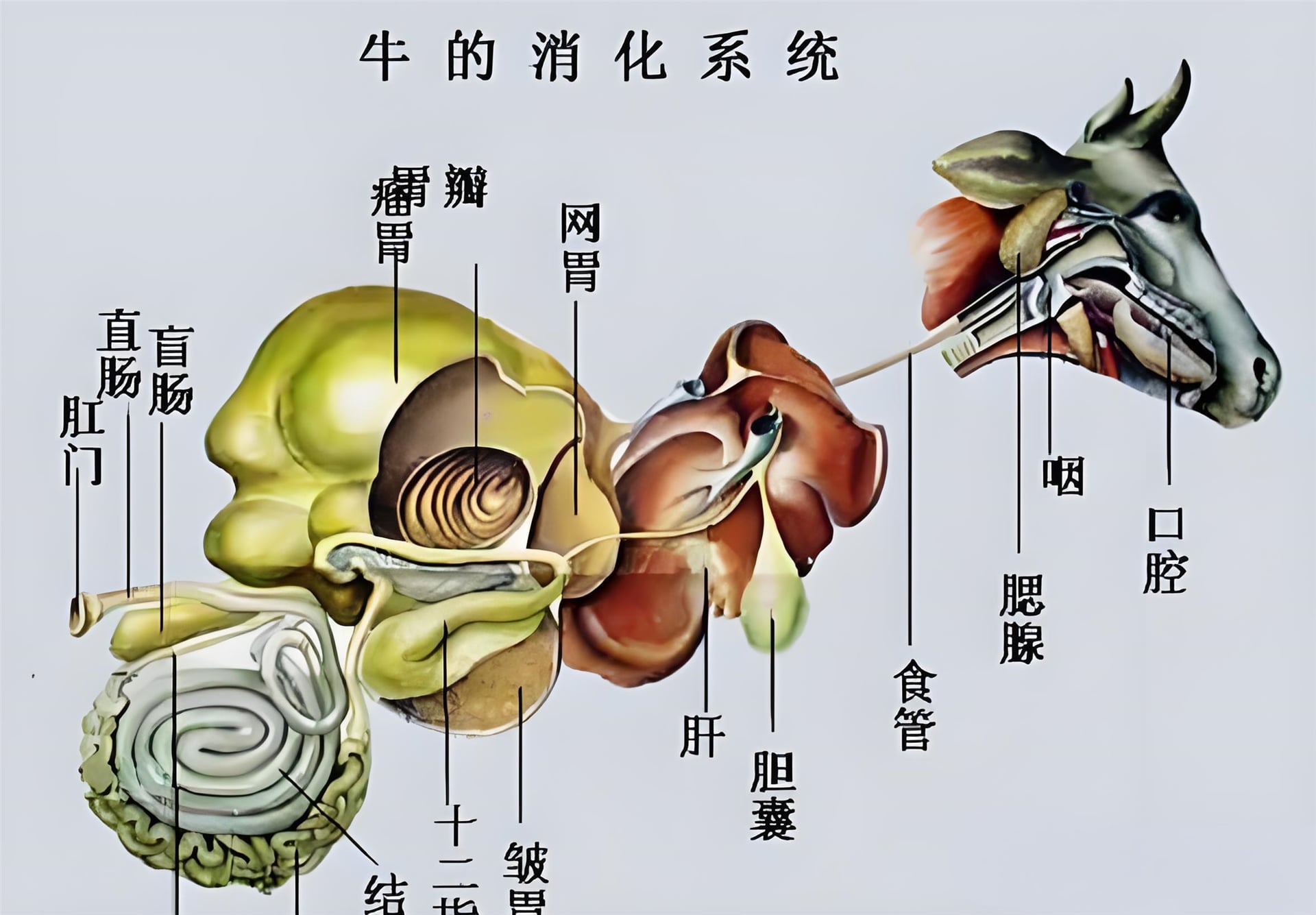 反芻類(lèi)動(dòng)物瘤胃體外模擬方案
